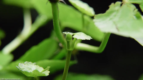 BUY 2 GET 1 FREE Brazilian Pennywort (Hydrocotyle Leucocephala)