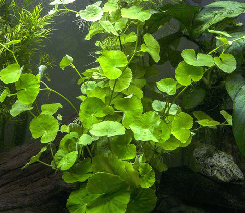 BUY 2 GET 1 FREE Brazilian Pennywort (Hydrocotyle Leucocephala)