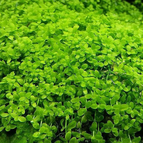 BUY 2 GET 1 FREE Monte Carlo (Micranthemum Tweediei)