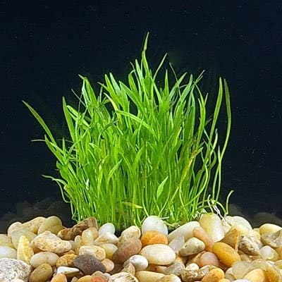 BUY 2 GET 1 FREE Micro Sword (Lilaeopsis Brasiliensis)