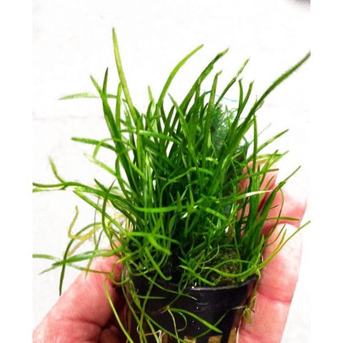 BUY 2 GET 1 FREE Micro Sword (Lilaeopsis Brasiliensis)