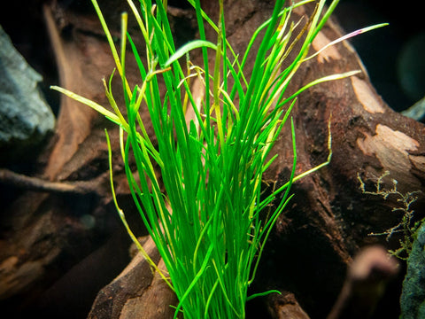 BUY 2 GET 1 FREE Micro Sword (Lilaeopsis Brasiliensis)