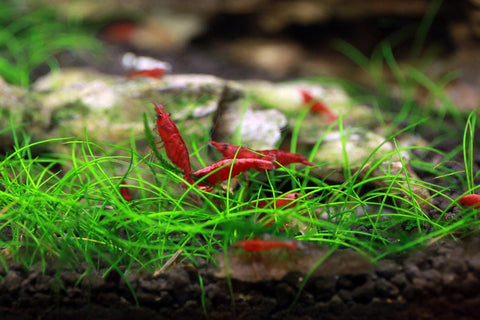 BUY 2 GET 1 FREE Dwarf Hairgrass (Eleocharis Parvula)
