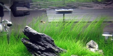 BUY 2 GET 1 FREE Dwarf Hairgrass (Eleocharis Parvula)