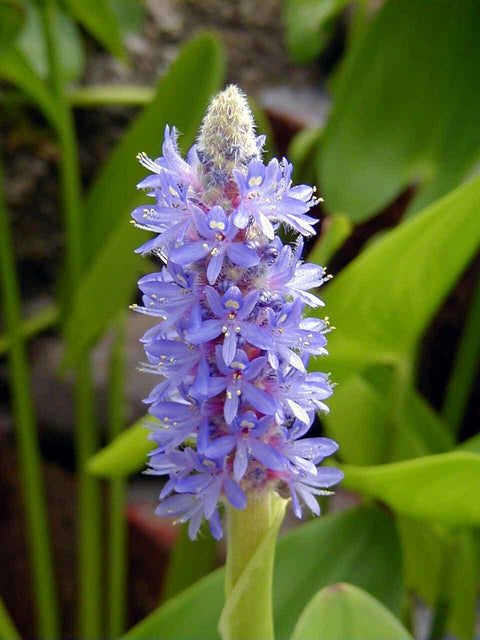 Purple Pickerel Rush (Pontederia Cordata)