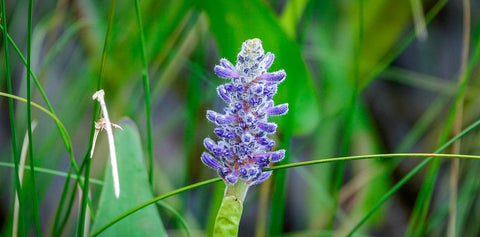 Purple Pickerel Rush (Pontederia Cordata)