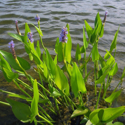 Purple Pickerel Rush (Pontederia Cordata)