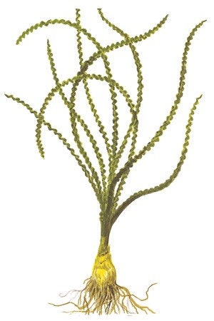 BUY 2 GET 1 FREE Crinum Calamistratum