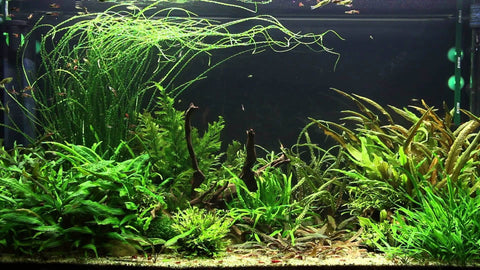 BUY 2 GET 1 FREE Crinum Calamistratum