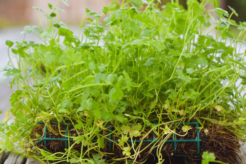 BUY 2 GET 1 FREE Plants on Mats! Hydrocotyle Tripartita sp. Japan on Weighted Mat