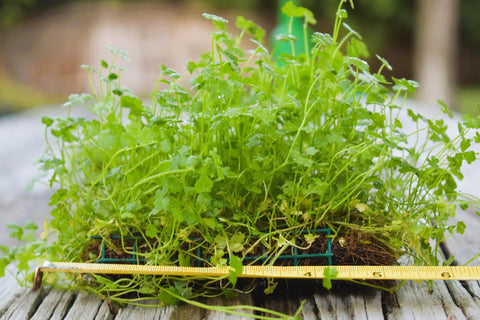 BUY 2 GET 1 FREE Plants on Mats! Hydrocotyle Tripartita sp. Japan on Weighted Mat