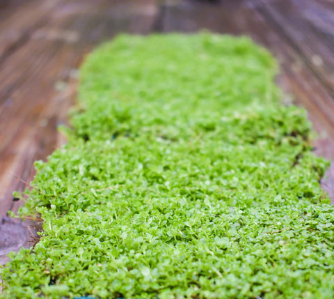 BUY 2 GET 1 FREE Plants on Mats! Monte Carlo (Micranthemum Tweediei) on Weighted Mat