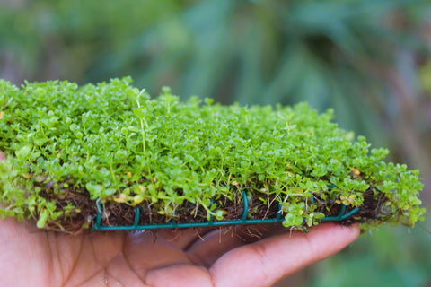 BUY 2 GET 1 FREE Plants on Mats! Monte Carlo (Micranthemum Tweediei) on Weighted Mat