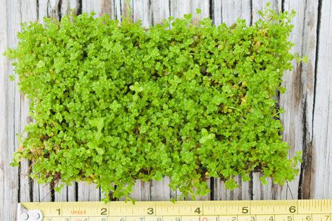 BUY 2 GET 1 FREE Plants on Mats! Monte Carlo (Micranthemum Tweediei) on Weighted Mat