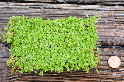 BUY 2 GET 1 FREE Plants on Mats! Monte Carlo (Micranthemum Tweediei) on Weighted Mat