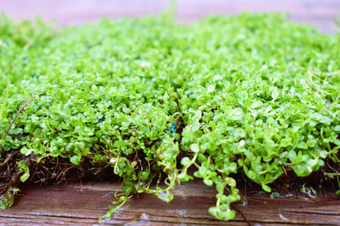 BUY 2 GET 1 FREE Plants on Mats! Monte Carlo (Micranthemum Tweediei) on Weighted Mat