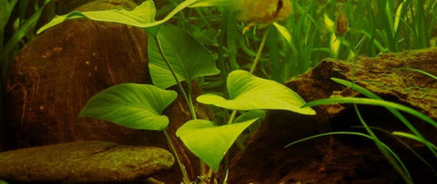 BUY 2 GET 1 FREE Large Anubias Hastifolia