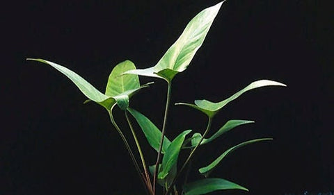 BUY 2 GET 1 FREE Large Anubias Hastifolia