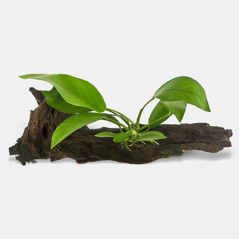 BUY 2 GET 1 FREE Large Anubias Hastifolia