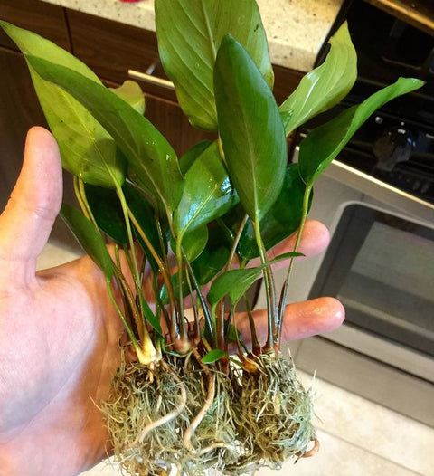 BUY 2 GET 1 FREE Large Anubias Hastifolia