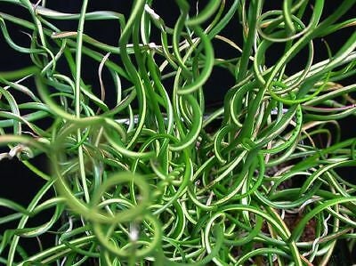 BUY 2 GET 1 FREE Corkscrew Rush! (Juncus Effusus Spiralis)-Live Aquatic Marginal Starter Plant for Water Gardens, Ponds and Aquascapes