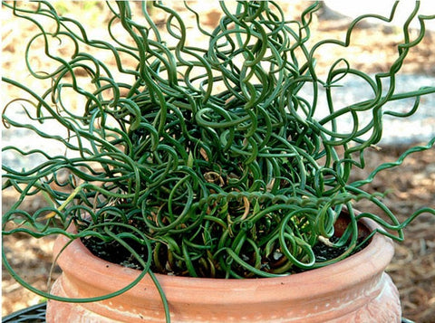 BUY 2 GET 1 FREE Corkscrew Rush! (Juncus Effusus Spiralis)-Live Aquatic Marginal Starter Plant for Water Gardens, Ponds and Aquascapes