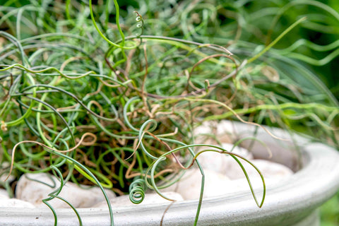 BUY 2 GET 1 FREE Corkscrew Rush! (Juncus Effusus Spiralis)-Live Aquatic Marginal Starter Plant for Water Gardens, Ponds and Aquascapes