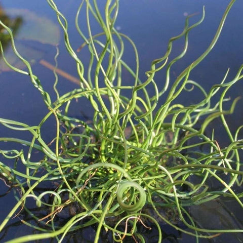 BUY 2 GET 1 FREE Corkscrew Rush! (Juncus Effusus Spiralis)-Live Aquatic Marginal Starter Plant for Water Gardens, Ponds and Aquascapes