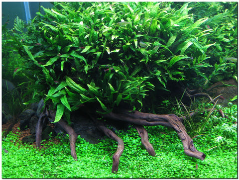 BUY 2 GET 1 FREE Java Fern (Microsorum pteropus)