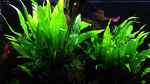 BUY 2 GET 1 FREE Java Fern (Microsorum pteropus)