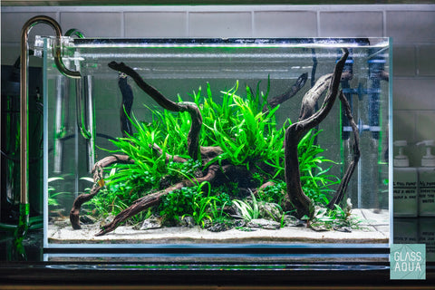 BUY 2 GET 1 FREE Java Fern (Microsorum pteropus)