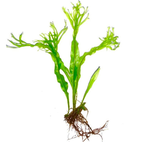 BUY 2 GET 1 FREE Java Fern "Windelov" (Lacy Java Fern)