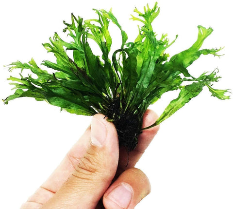 BUY 2 GET 1 FREE Java Fern "Windelov" (Lacy Java Fern)