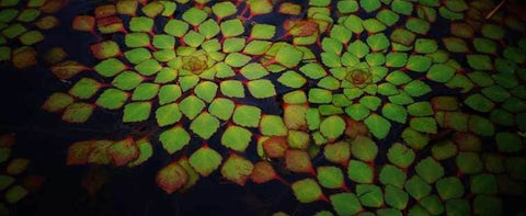 BUY 2 GET 1 FREE Mosaic Plant! (Ludwigia Sedioides)