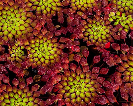 BUY 2 GET 1 FREE Mosaic Plant! (Ludwigia Sedioides)