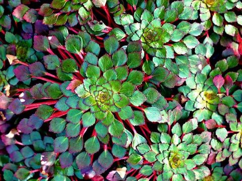 BUY 2 GET 1 FREE Mosaic Plant! (Ludwigia Sedioides)