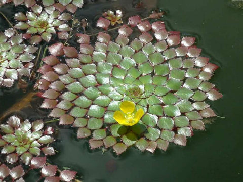 BUY 2 GET 1 FREE Mosaic Plant! (Ludwigia Sedioides)