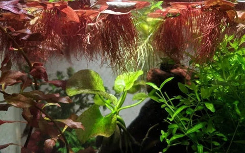 BUY 1 GET 1 FREE Red Root Floater (Phyllanthus Fluitans)