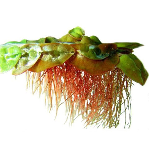 BUY 1 GET 1 FREE Red Root Floater (Phyllanthus Fluitans)