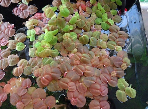 BUY 1 GET 1 FREE Red Root Floater (Phyllanthus Fluitans)