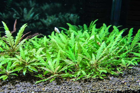 BUY 2 GET 1 FREE Hygrophila pinnatifida