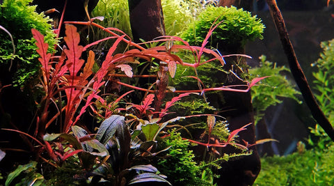 BUY 2 GET 1 FREE Hygrophila pinnatifida
