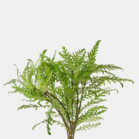 BUY 2 GET 1 FREE Hygrophila pinnatifida