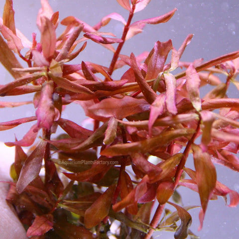 BUY 2 GET 1 FREE Ammania Gracilis