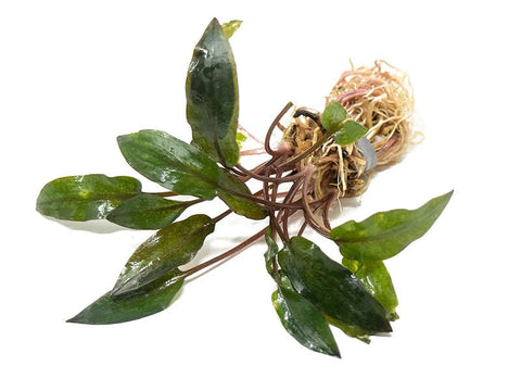 BUY 2 GET 1 FREE Cryptocoryne Wendtii 'Red'-Easy Live Aquarium Pond Aquatic Plant