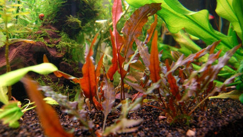 BUY 2 GET 1 FREE Cryptocoryne Wendtii 'Red'-Easy Live Aquarium Pond Aquatic Plant