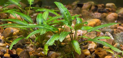 BUY 2 GET 1 FREE Cryptocoryne Wendtii 'Green'
