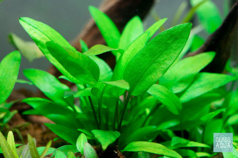 BUY 2 GET 1 FREE Cryptocoryne Wendtii 'Green'