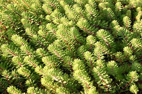 BUY 2 GET 1 FREE Dwarf Red Stem Parrot Feather! (Myriophyllum aquaticum)