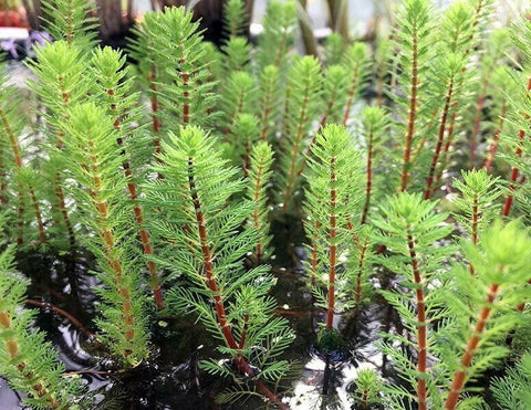BUY 2 GET 1 FREE Dwarf Red Stem Parrot Feather! (Myriophyllum aquaticum)